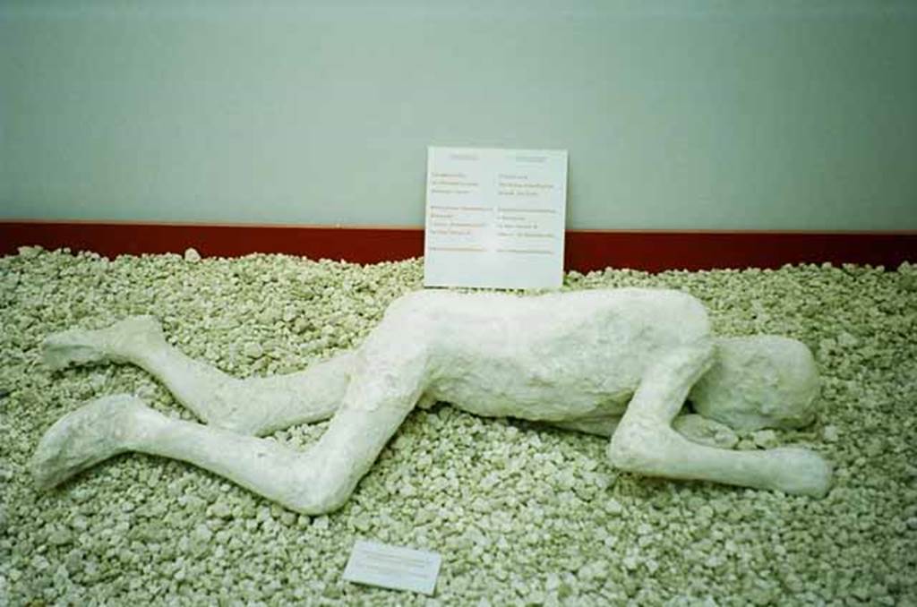 Piazza Anfiteatro. June 2010. Inside new exhibition building. Plaster cast of a young man found in the House of the Cryptoporticus. Exhibit from the Pompei e il Vesuvio exhibition. Photo courtesy of Rick Bauer.