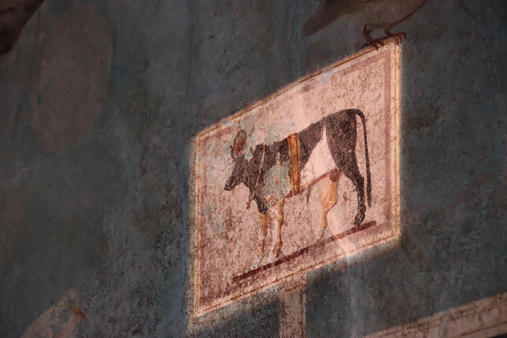 I.9.5 Pompeii. October 2022. Room 5, painted panel of Apis bull, from upper south wall of cubiculum. Photo courtesy of Klaus Heese.