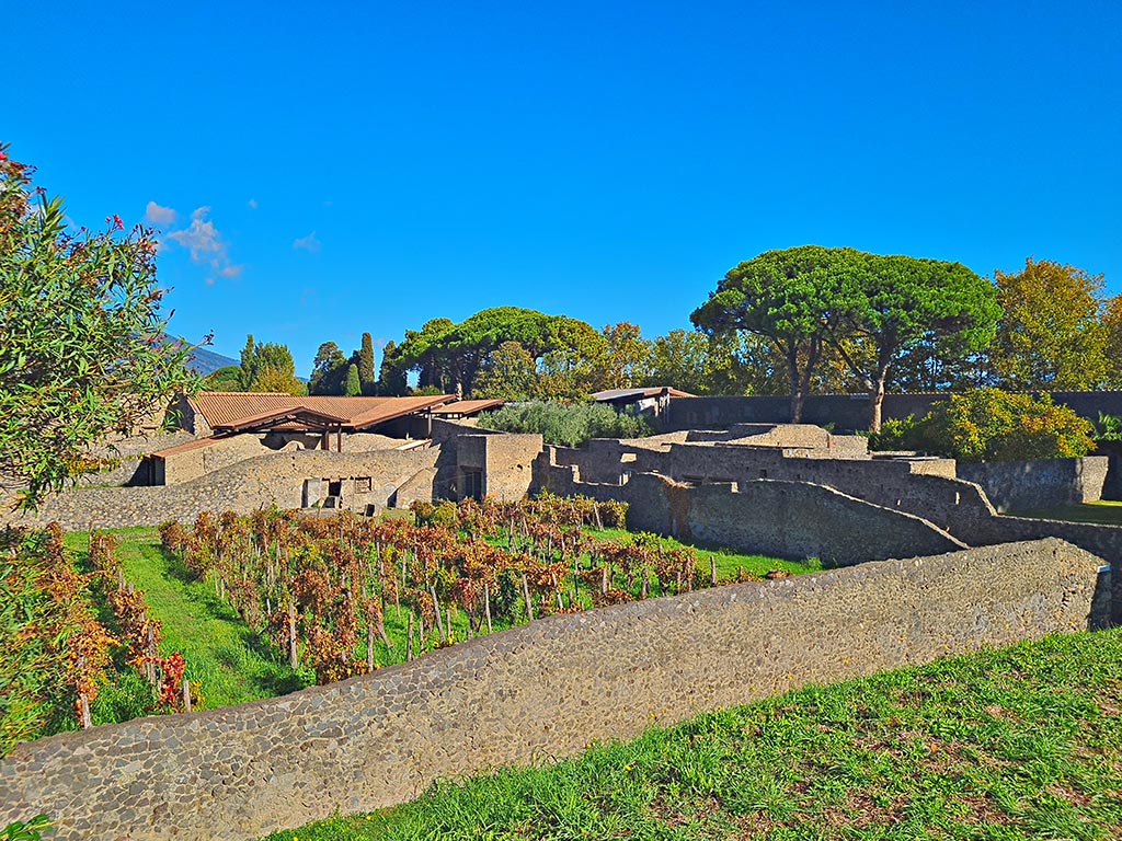 I.20.1 Pompeii. October 2024. Looking north-east towards garden area, replanted with vines. Photo courtesy of Giuseppe Ciaramella.