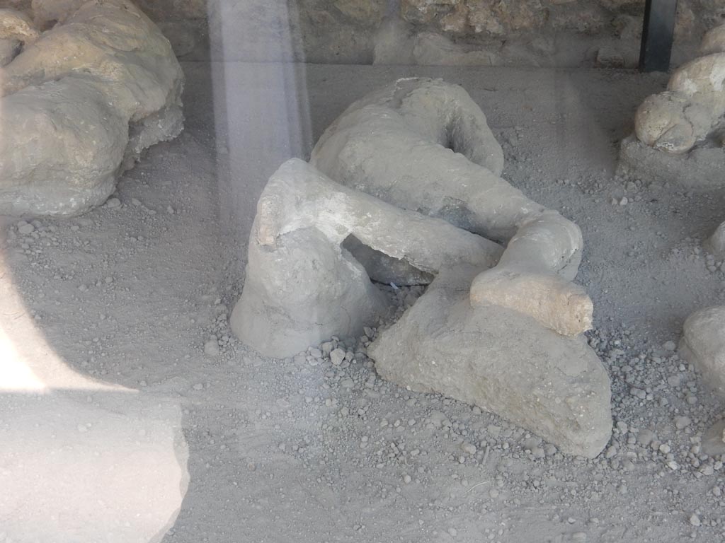 I.21.6 Pompeii. May 2016. Detail of plaster casts of the impression of bodies. Victim 35. Photo courtesy of Buzz Ferebee.