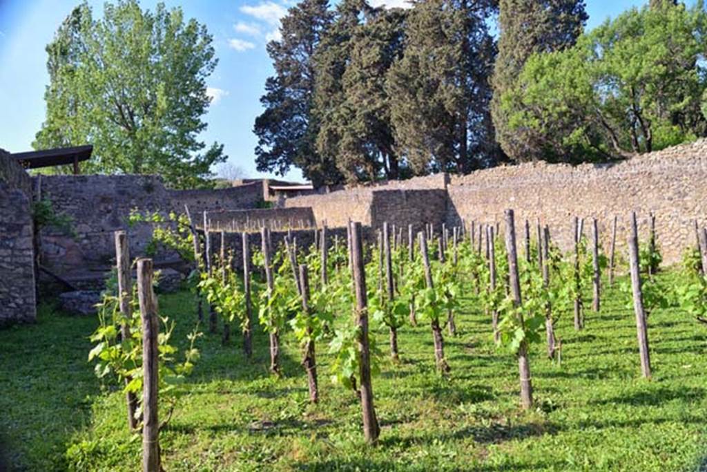 II.1.8 Pompeii. April 2018. Looking north across garden planted with vines, from doorway.
Photo courtesy of Ian Lycett-King. Use is subject to Creative Commons Attribution-NonCommercial License v.4 International.
