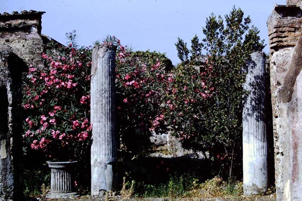 VII.1.25 Pompeii. 1966. Looking west from atrium 24 into peristyle 31.  Photo by Stanley A. Jashemski.
Source: The Wilhelmina and Stanley A. Jashemski archive in the University of Maryland Library, Special Collections (See collection page) and made available under the Creative Commons Attribution-Non-Commercial License v.4. See Licence and use details.
J66f0383  

