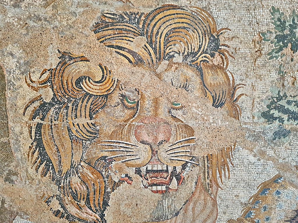 VIII.2.34 Pompeii. Room ‘o’, detail of lion from mosaic. Photo courtesy of Giuseppe Ciaramella. September 2024.